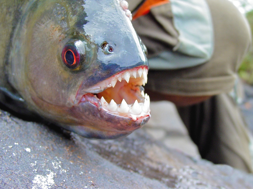 close up image of a black piranha showing its teeth