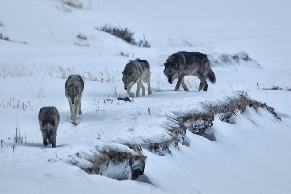 four gray wolves in Yellowstone walking on snow during winter