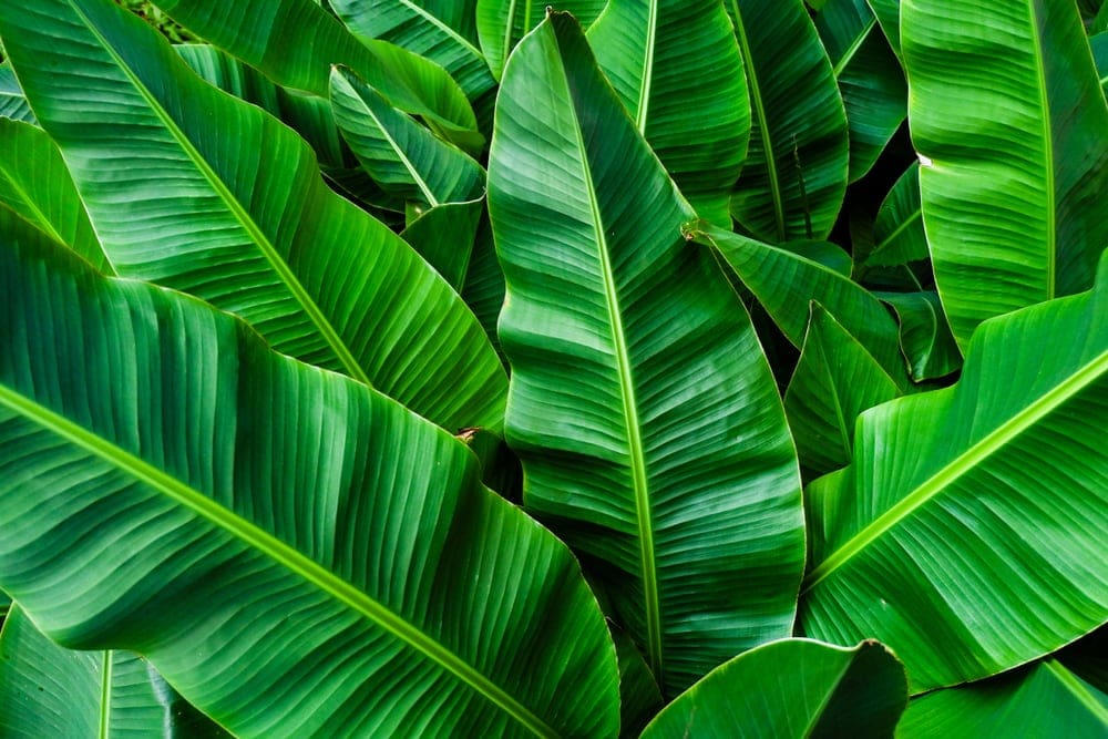 close up image of banana leaves with linear leaf pattern