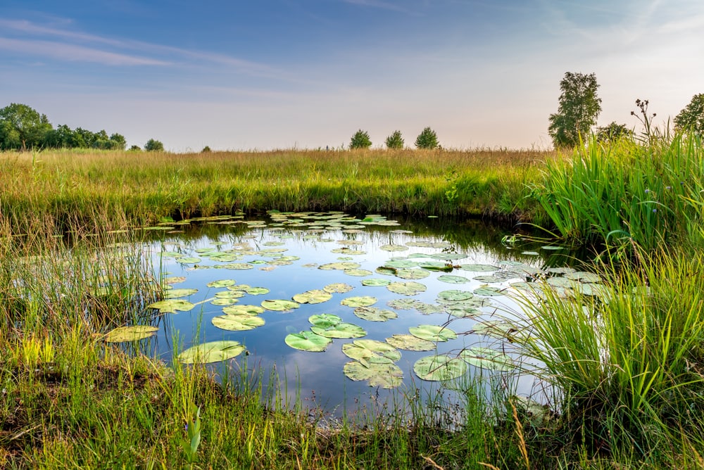 pond with waterlilies and rich grassland in a lentic ecosystem