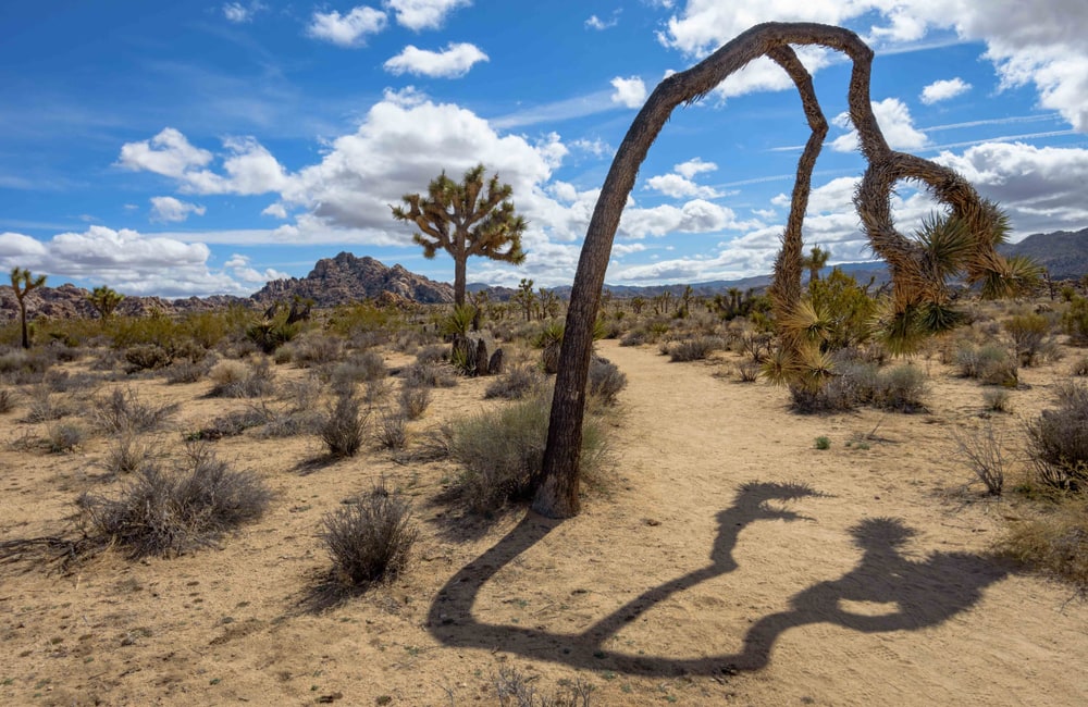 The Boy Scout Trail at Joshua Tree National Park