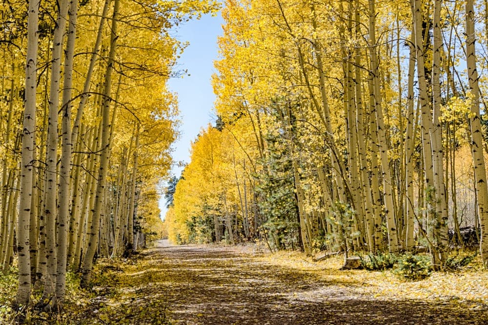 Kaibab National Forest during fall