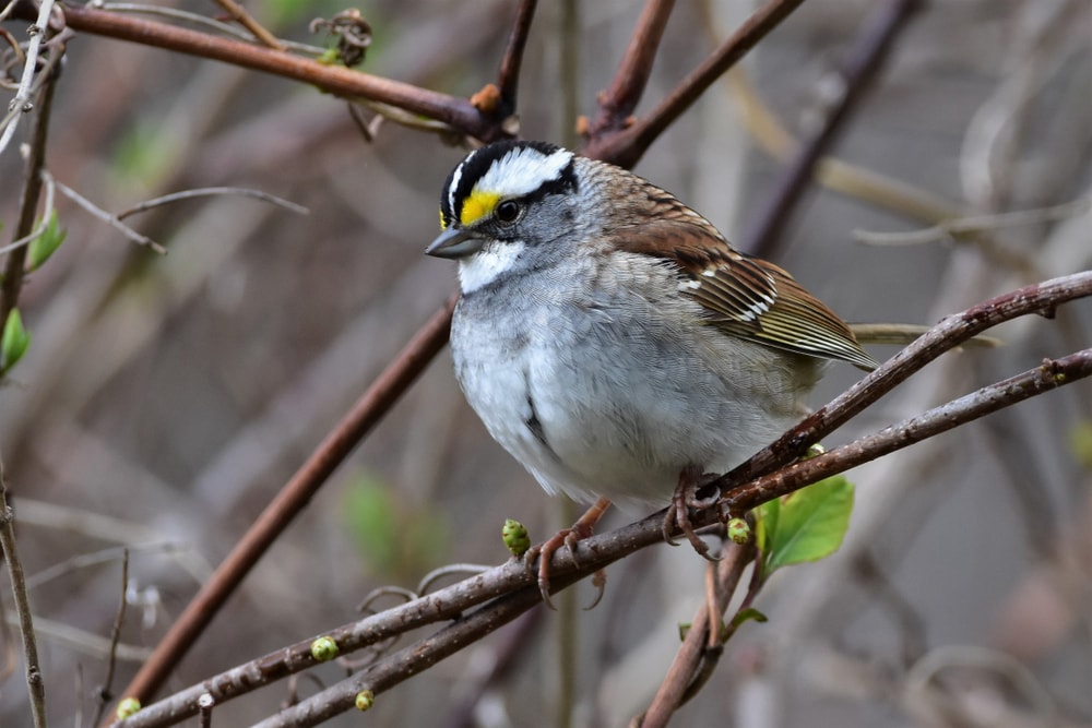 one of the common birds of Pennsylvania, the  White-Throated sparrow captured sitting on a tree branch