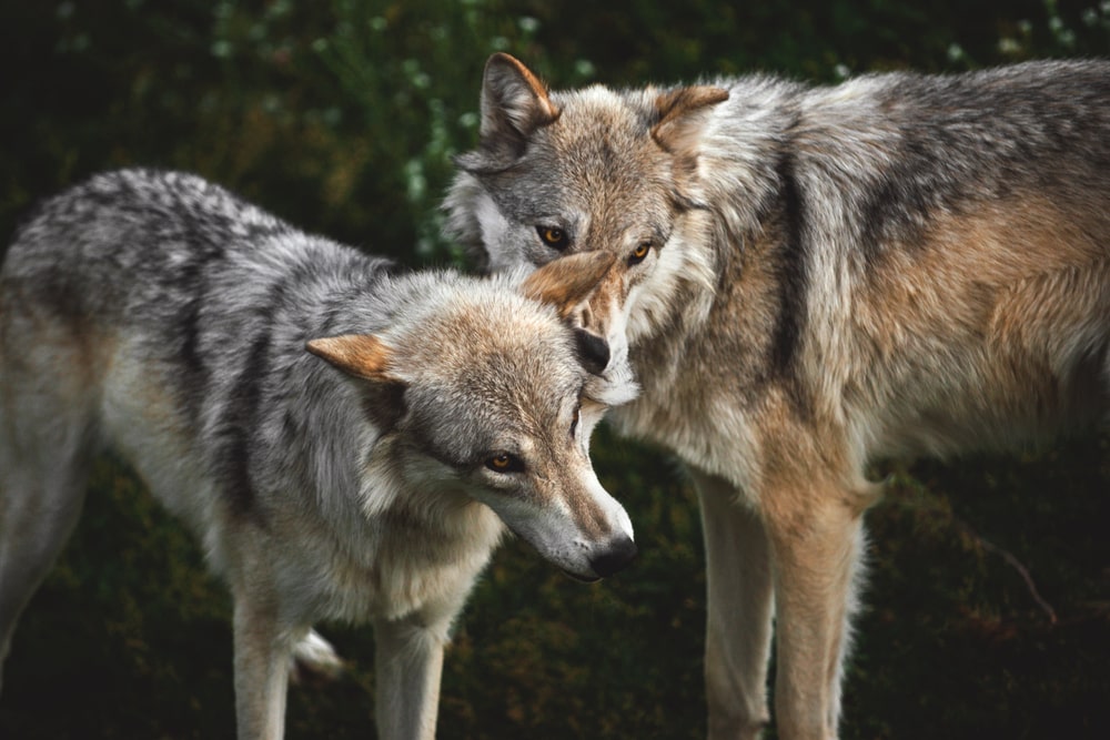 two Yellowstone wolves play with each other