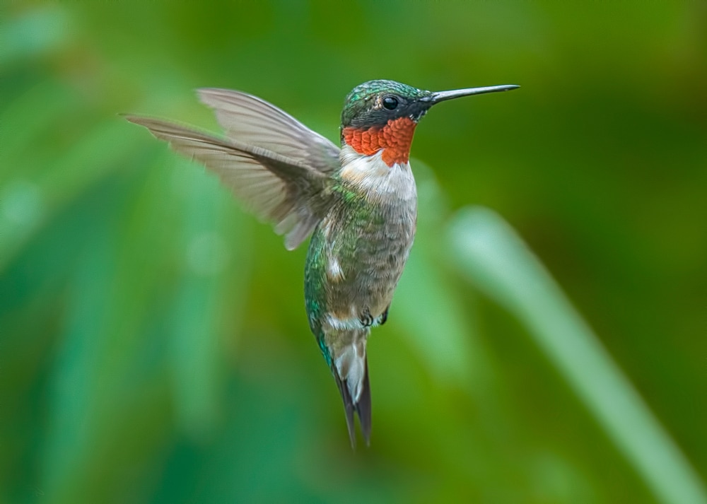 one of the smallest birds of Pennsylvania, the Ruby Throated Hummingbirds (Archilochus colubris) during flight