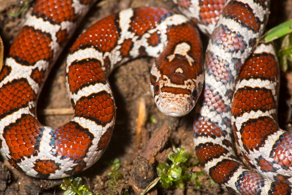 one of the nonvenomous Pennsylvania snakes, the eastern milk snake or  Lampropeltis triangulum coiled on the ground
