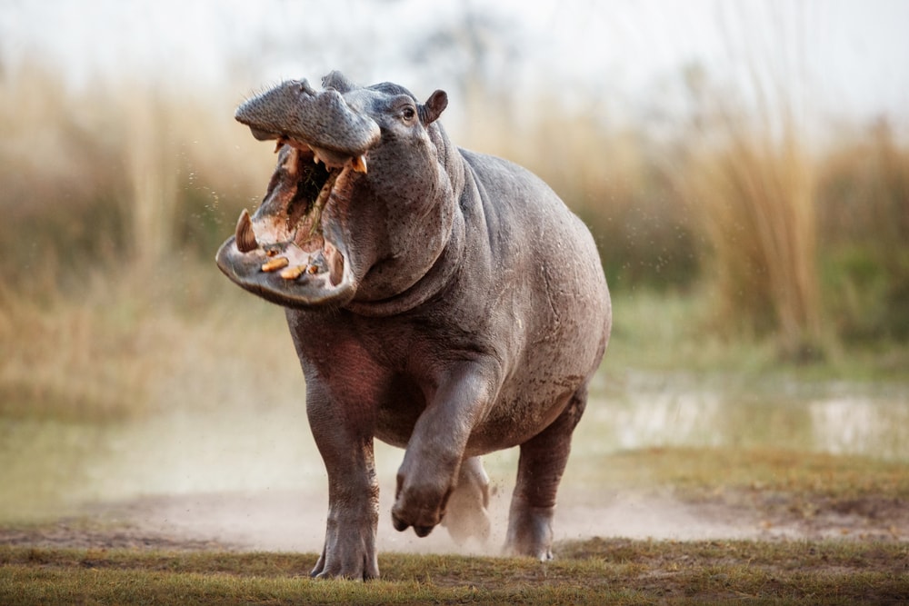 Image of a hippopotamus running aggressively with mouth opened. hippos have the strongest bite force of all living mammals. 