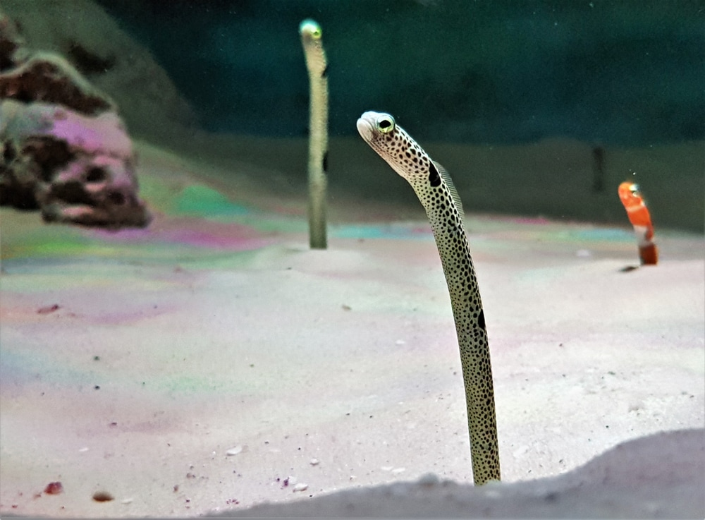 garden eel or heteroconger hassi  types of eels in an aquarium