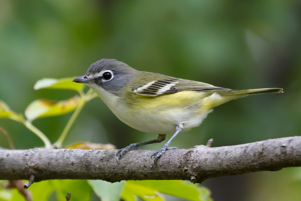 Blue-Headed Vireo, one of the small birds of Pennslyvania captured perched on a tree branch