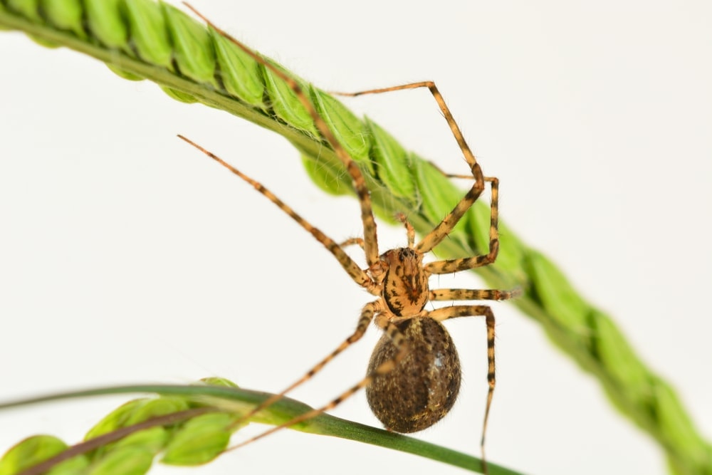 Image of a  Achaearane tepidariorum or common house spider