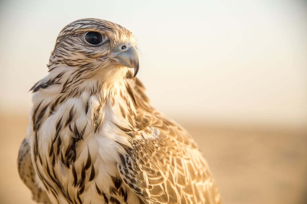 close up headshot of a falcon species