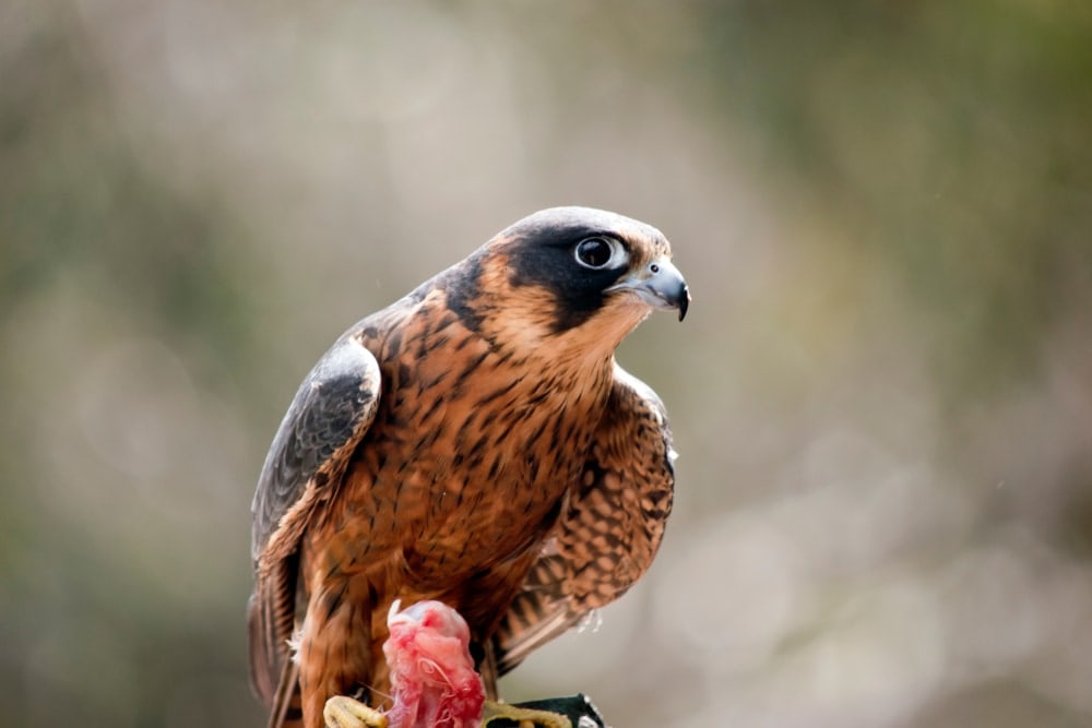 close up image of an Australian hobby  falcon species or falco longipennis  