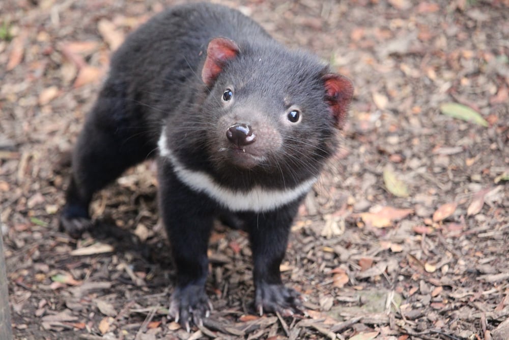 image of a Tasmanian devil who is thought to have the strongest bite force when you factor the animal's size