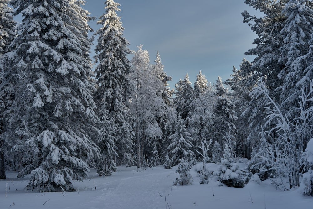 taiga ecosystem which consists of coniferous forest covered in snow