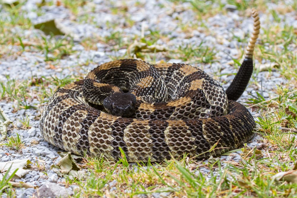 the deadliest snakes in PA, the timber rattlesnake coiled on the ground