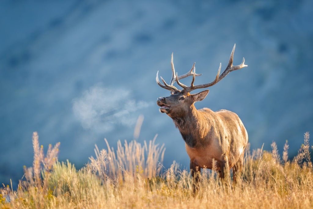 an elk wandering in the grasslands of Yellowstone National park