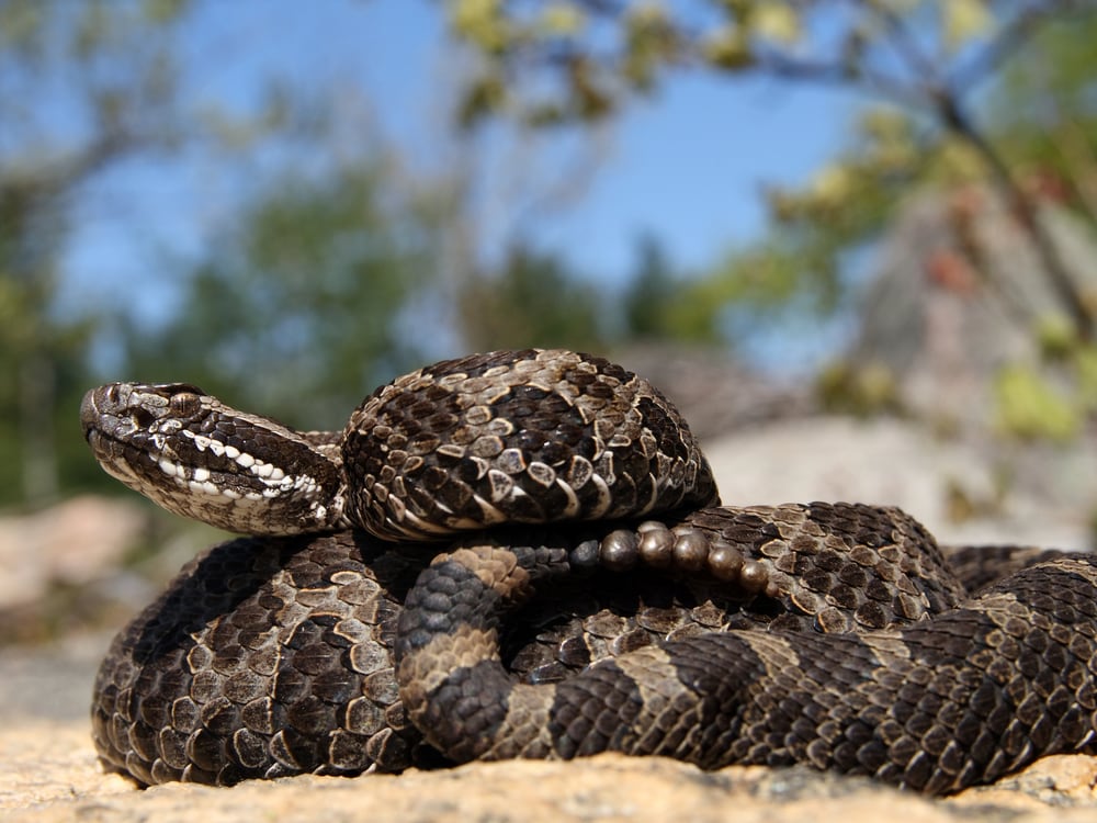 the Eastern Massasauga Rattlesnake (Sistrurus catenatus catenatus) which has been listed as threatened by the USDA