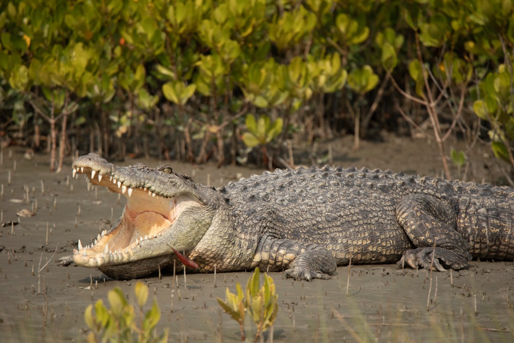 the animal with the strongest bite force, the saltwater crocodile pictured with mouth opened