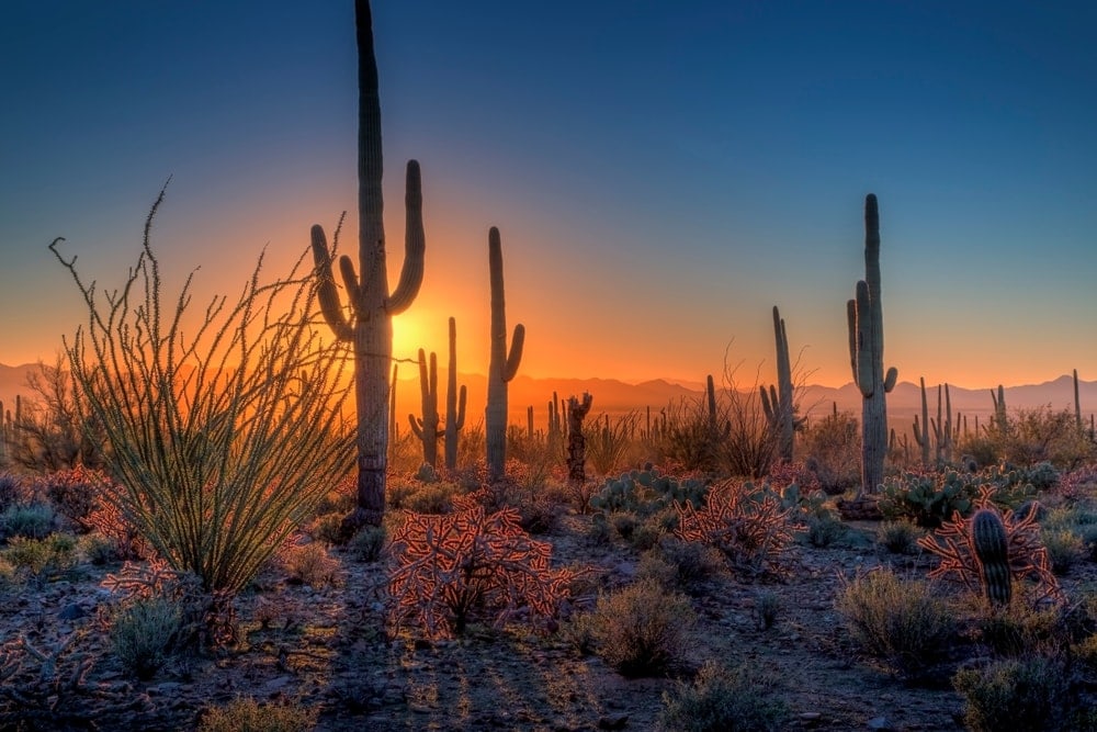 sun sets int the cactus at Saguaro National Park, Arizona