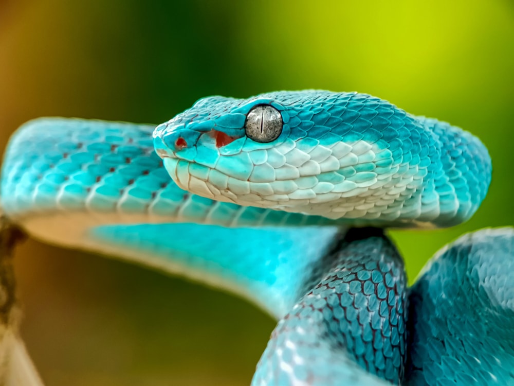 white lipped island pit viper from the Viperidae family