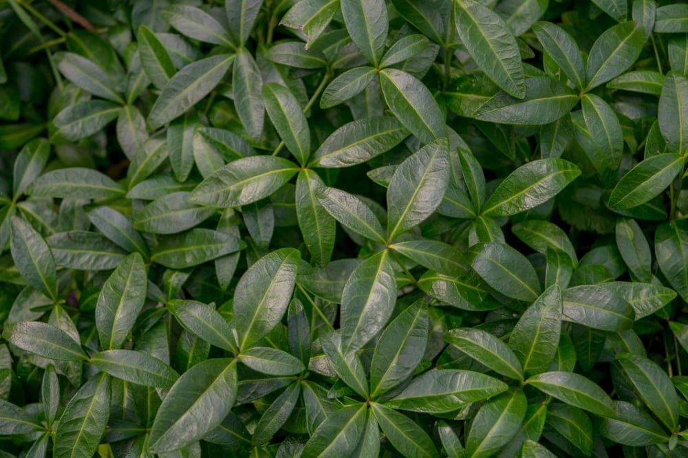 image of vinca leaves example of an oblong leaf shape