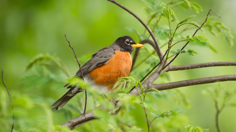 one of the common Pennsylvania birds, the American robin captured while perching on a tree branch