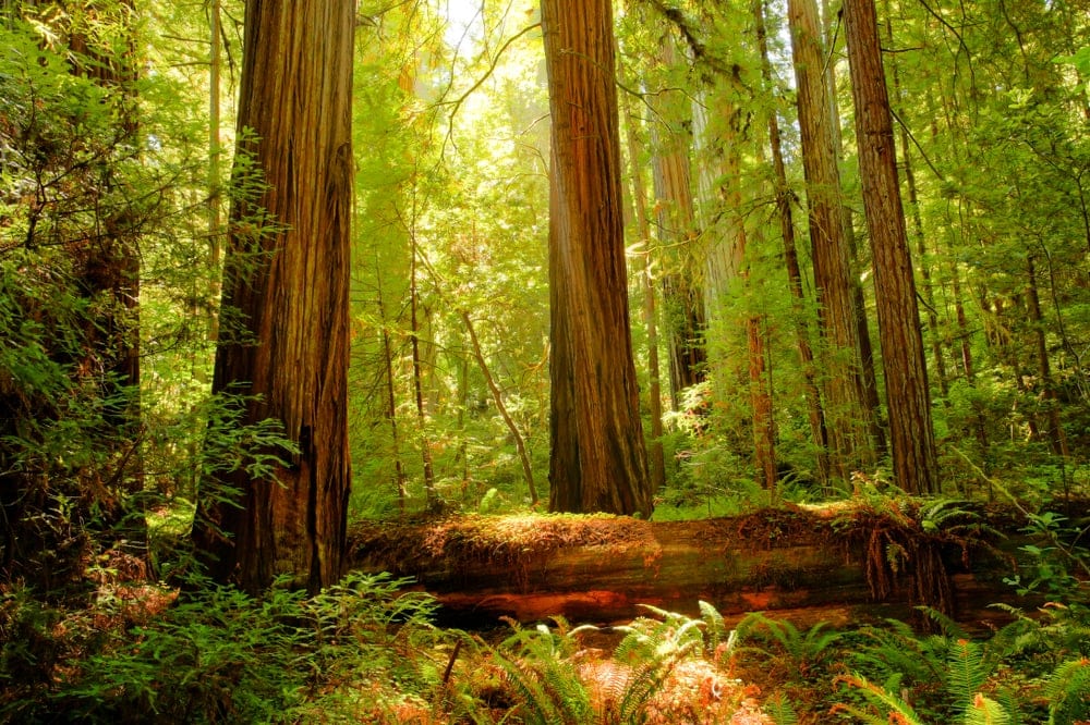 Redwood trees in the Redwood National and State Parks (RNSP) in California, USA