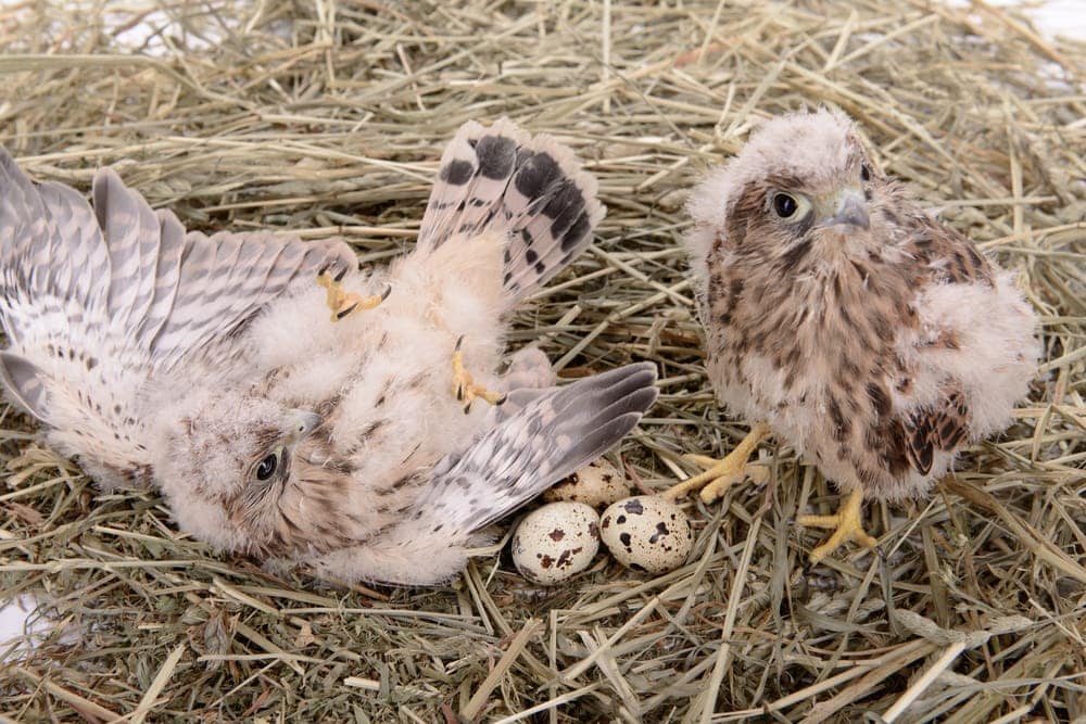 two baby falcon species with falcon eggs on a nest