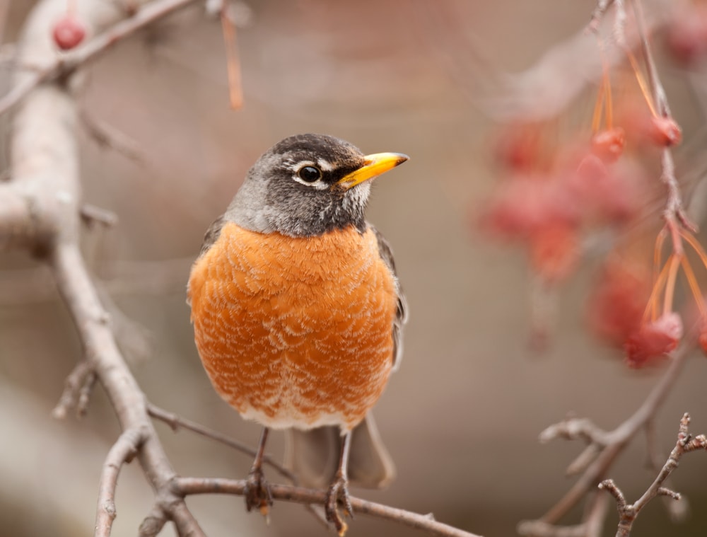 one of the common birds of Pennslyvania, the American Robin is captured sitting on a tree branch