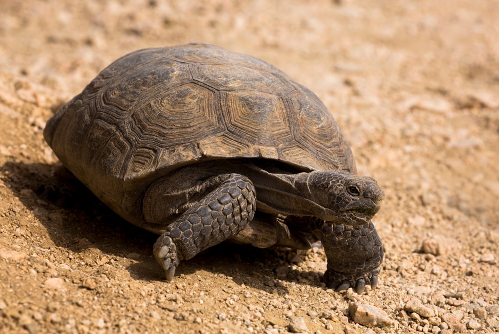 A desert tortoise is seen on a trail in Joshua Tree National Park