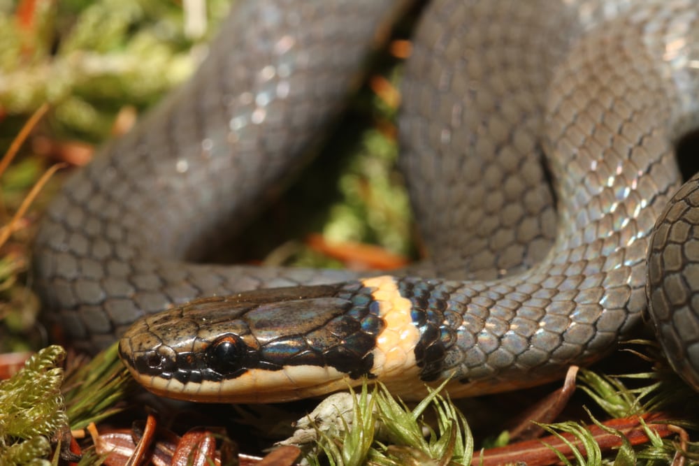 a closeup view of one of the snakes of Pennslyvania, the Northern Ringneck Snake 