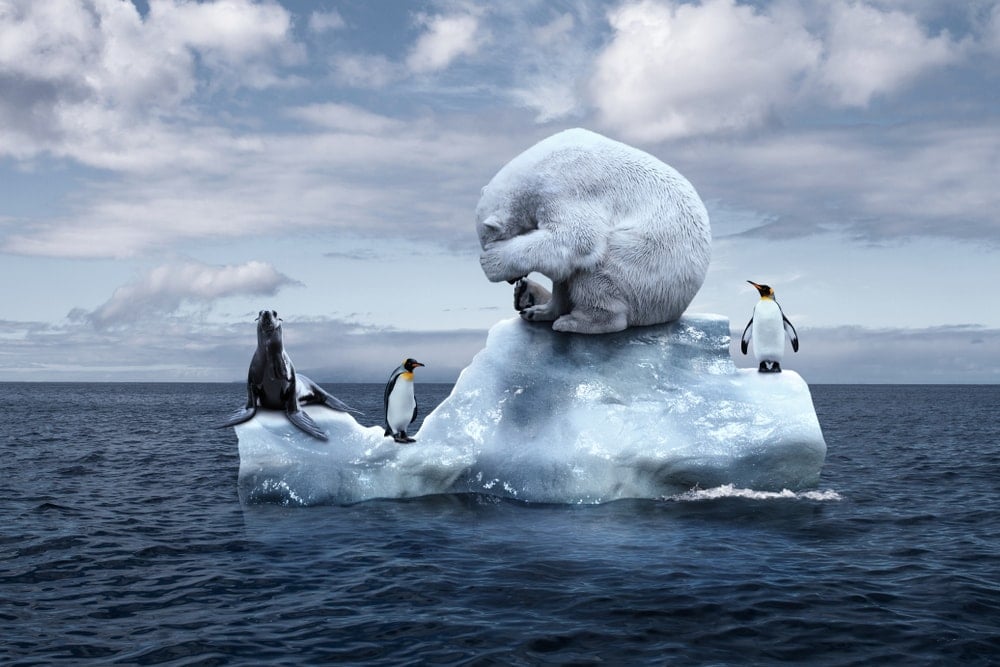 clawless bear, penguin, and a seal standing on a melting ice berg. Impact of climate change in ecosystems