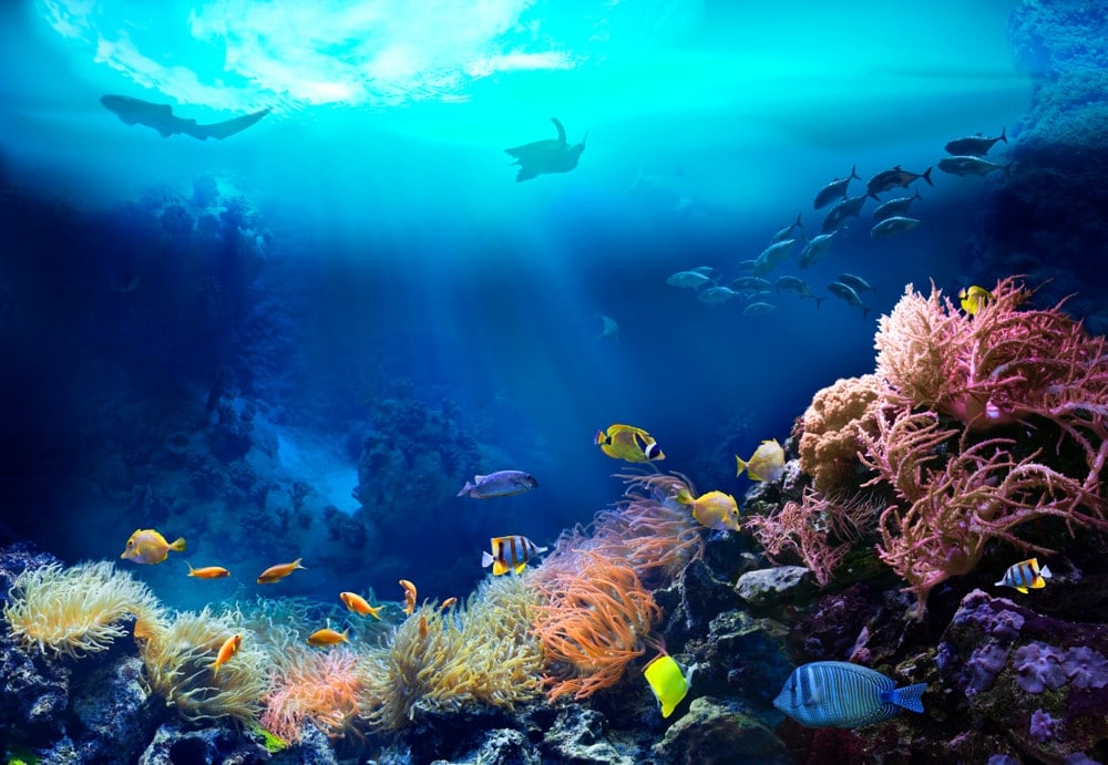 Fish and corals in the underwater coral reef ecosystem