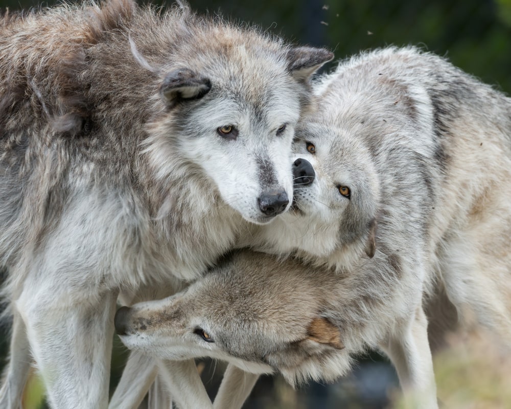 Wolves in Yellowstone cuddling with each other