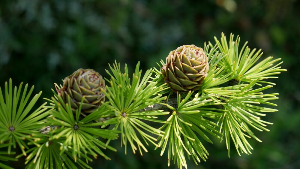 Needle like leaves from a larch tree