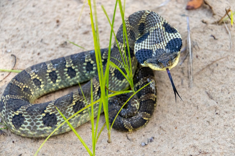 Eastern Hognose Snake with flattened neck on sandy soil with grass
