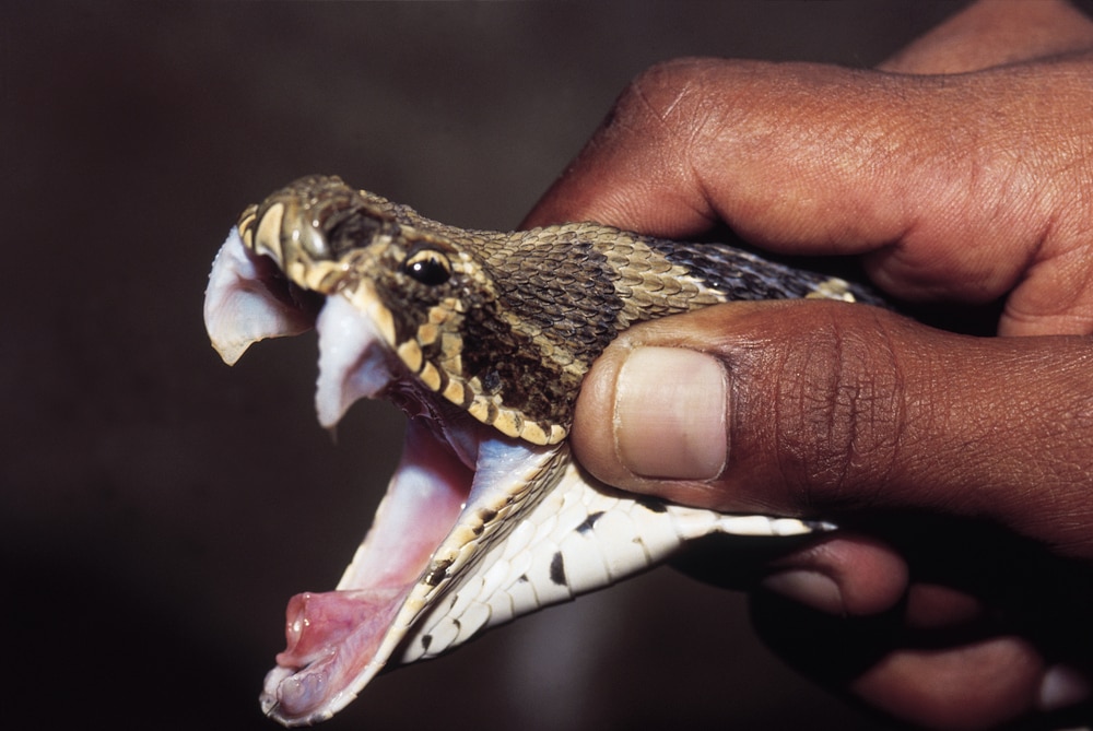 russell's Viper displaying erect fangs.