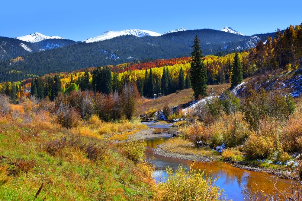 Image of River and trees in Gunnison National Forest