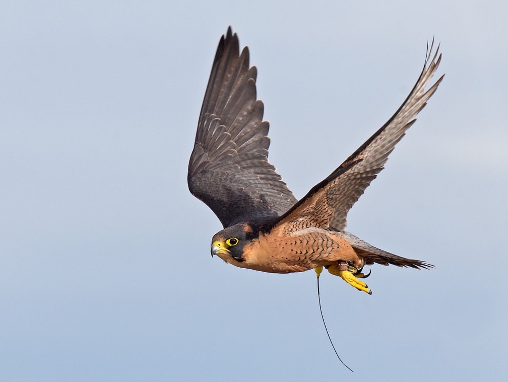 The Taita falcon species or Falco fasciinucha while flying