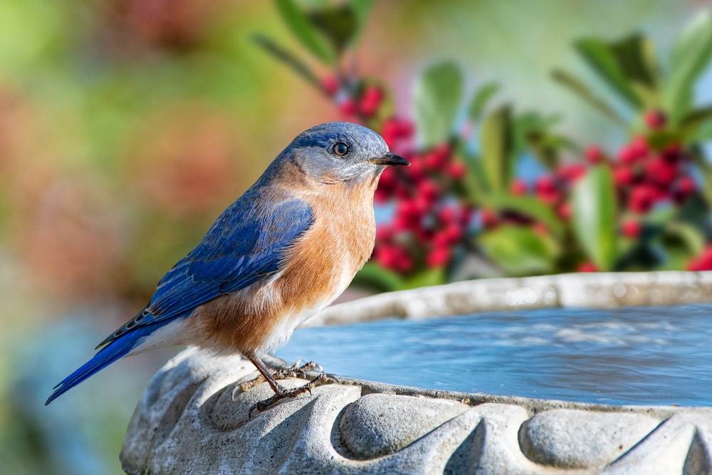 another common birds of Pennsylvania, a male Eastern Bluebird perched on a bird bath
