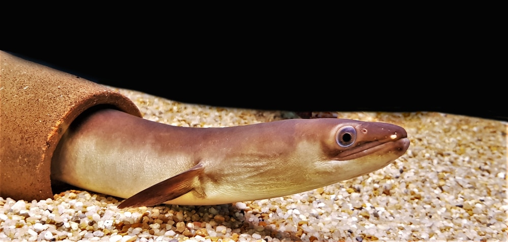 The Bicolor Eel, also known as Bicolour Eel, Freshwater Eel in freshwater aquarium