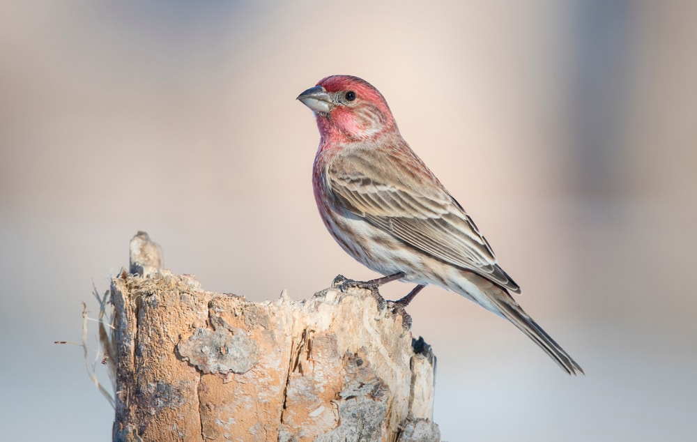 a House Finch (Haemorhous mexicanus) perched on a dead tree log