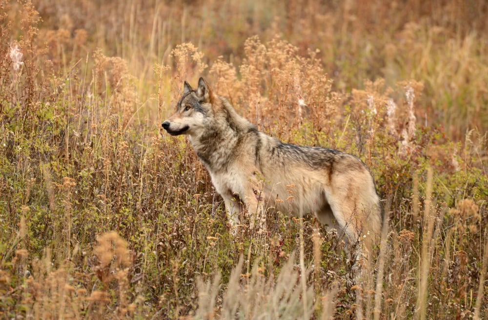 Yellowstone wolf standing on grasslands