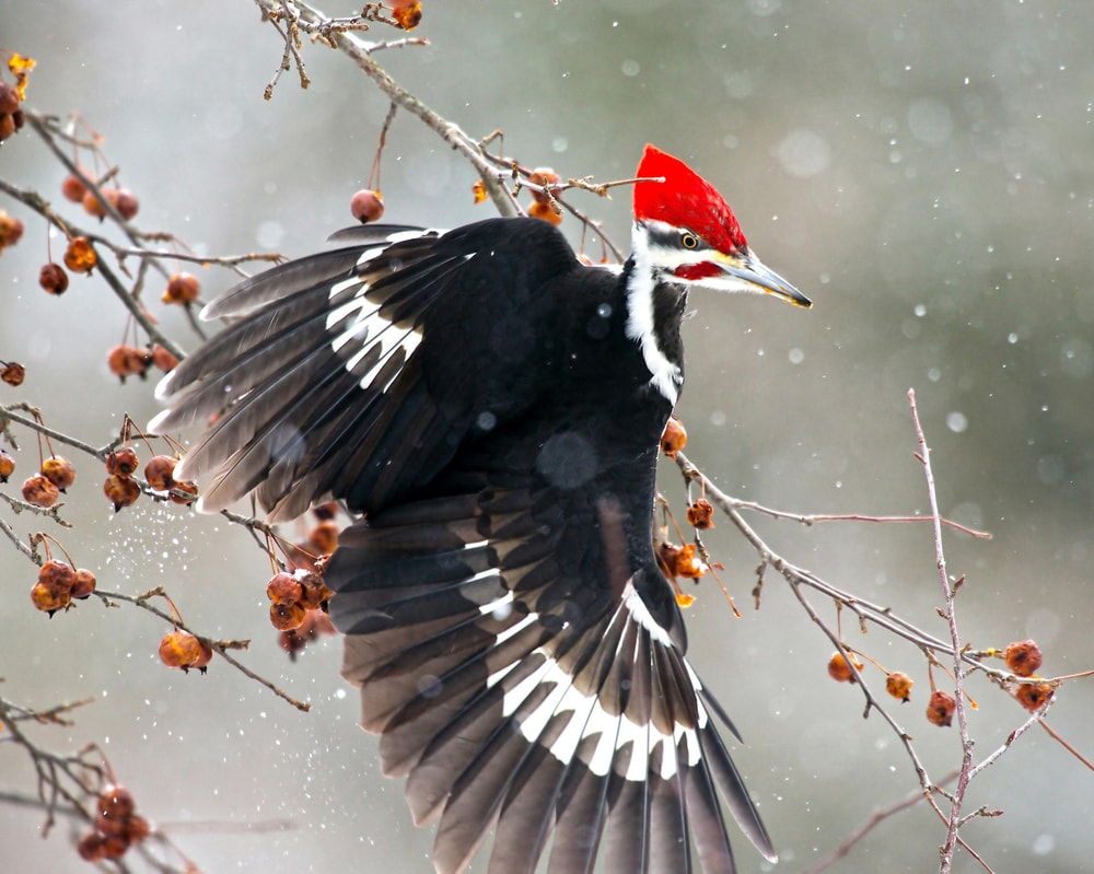 another of the largest birds of Pennsylvania, the Pileated Woodpecker or Dryocopus pileatus perched on a tree branch in a boreal forest