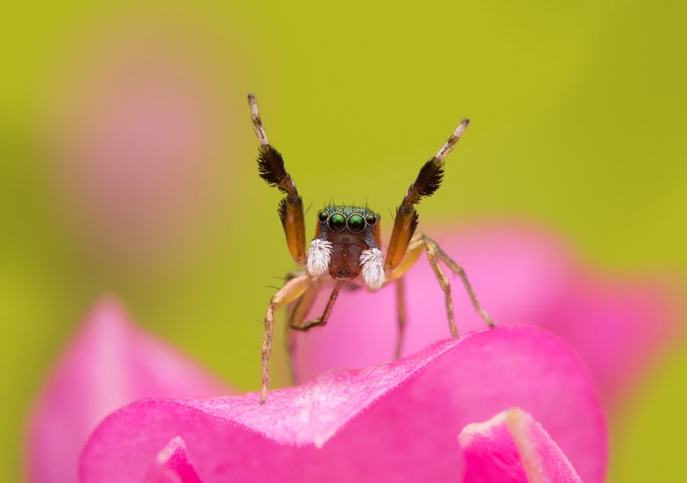 image of Bagheera kiplingi on a pink flower