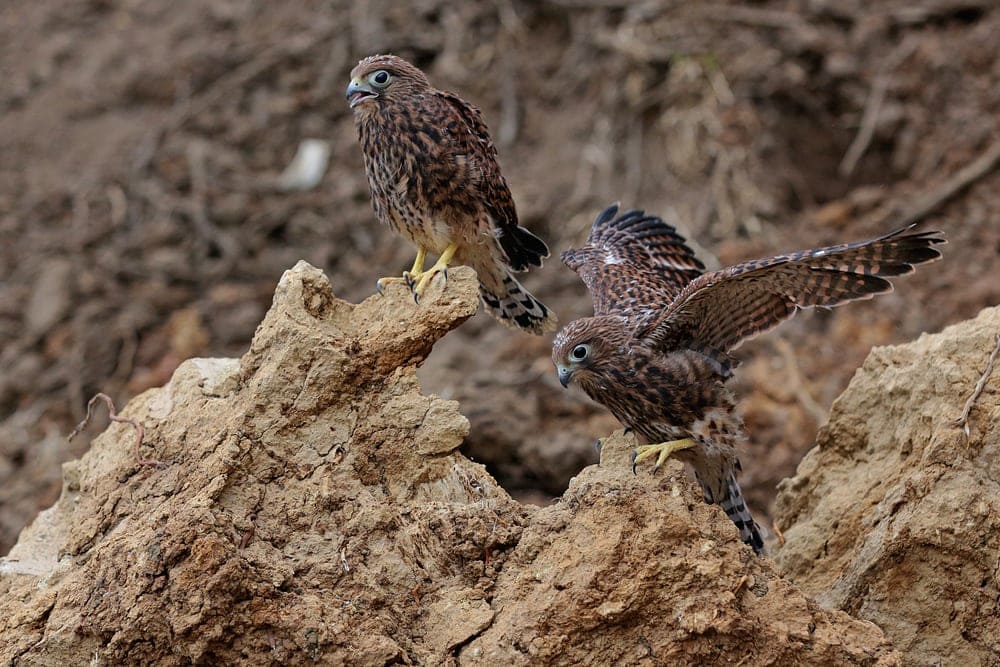 image of two spotted kestrels falcon species standing on a boulder 
