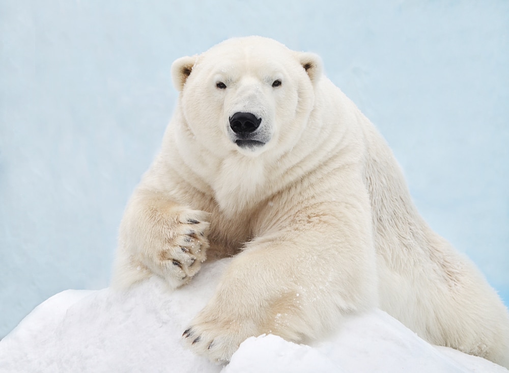Close up portrait of a polar bear laying on snow