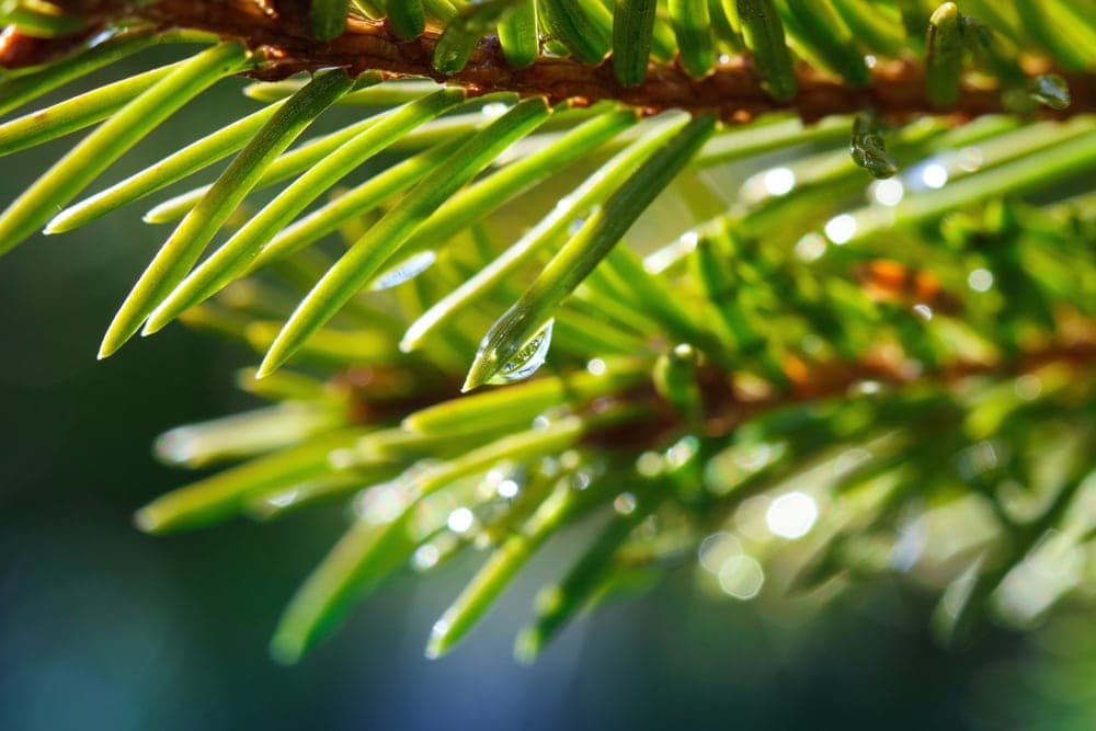 Close up image of acicular leaf of a fir tree