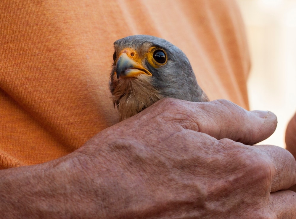 image of a man holding a falcon in his hand