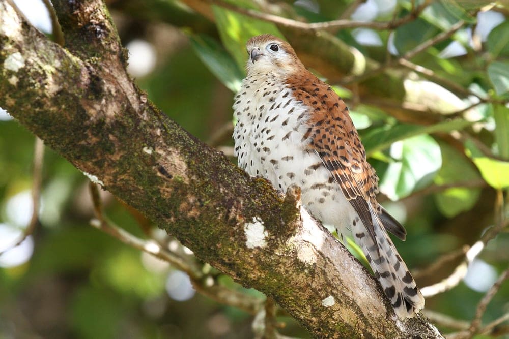 the Mauritius Kestrel (Falco punctatus) perched on a tree branch